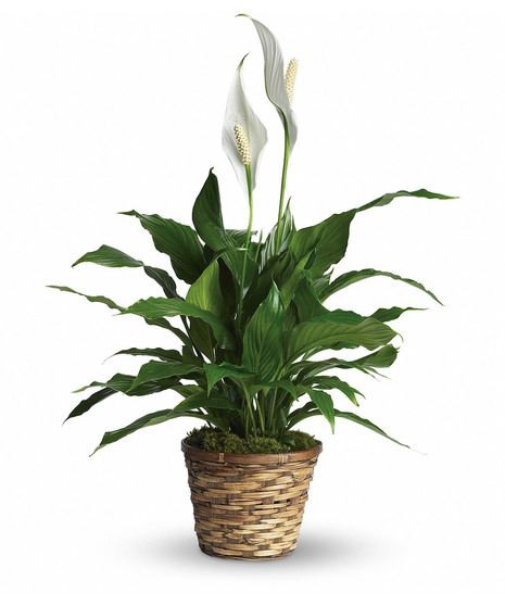 A lush Spathiphyllum Peace Lily with elegant white blooms and deep green leaves, perfect for promoting tranquility and purifying the air.