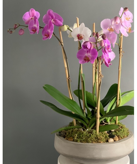 Regal Orchids