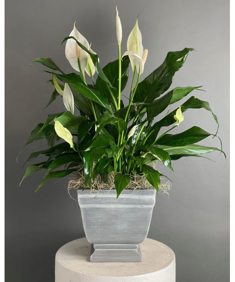 A beautiful Peace Lily with elegant white blooms, displayed in an urn-style vessel, perfect for promoting peace and elegance in any space.