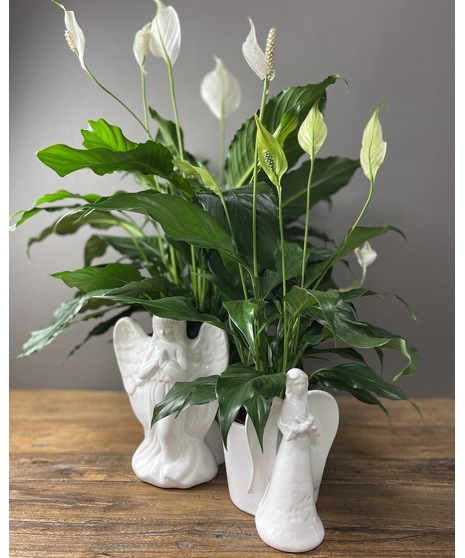 A beautiful Peace Lily with white blooms, placed in a white ceramic angel-shaped planter, symbolizing grace and serenity.