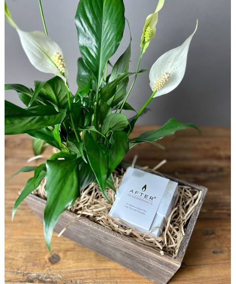 A beautiful Peace Lily with white blooms and an After Remembrance Candle presented in an elegant wooden box, perfect for offering peace and comfort.