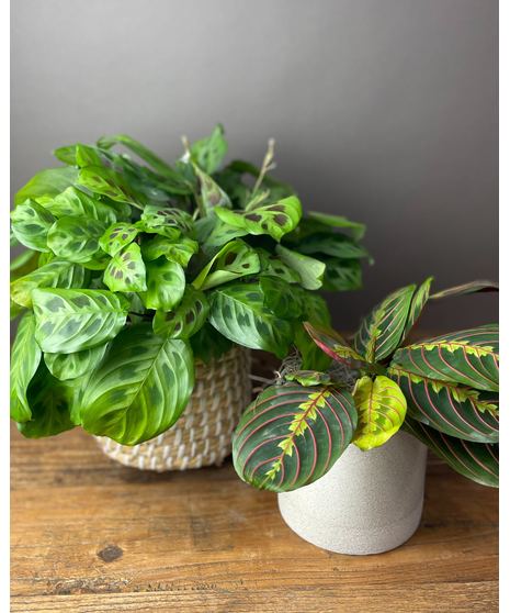 prayer plant in pot