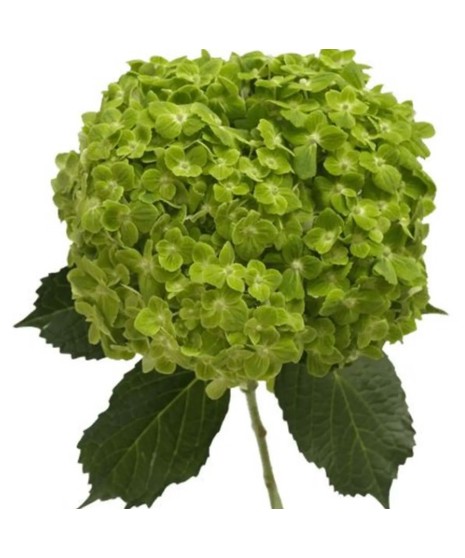 green shamrock hydrangeas