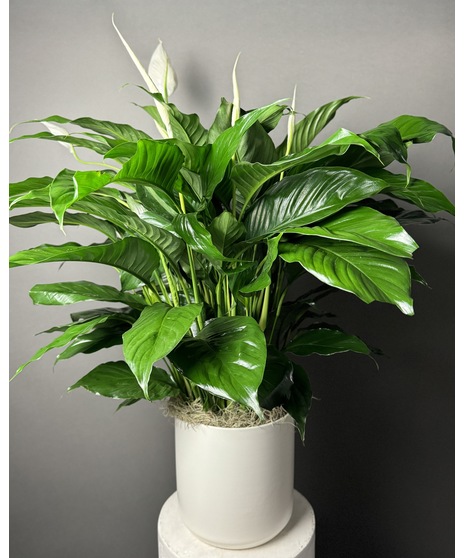 A lush Spathiphyllum Peace Lily with elegant white blooms and deep green leaves, perfect for promoting tranquility and purifying the air.