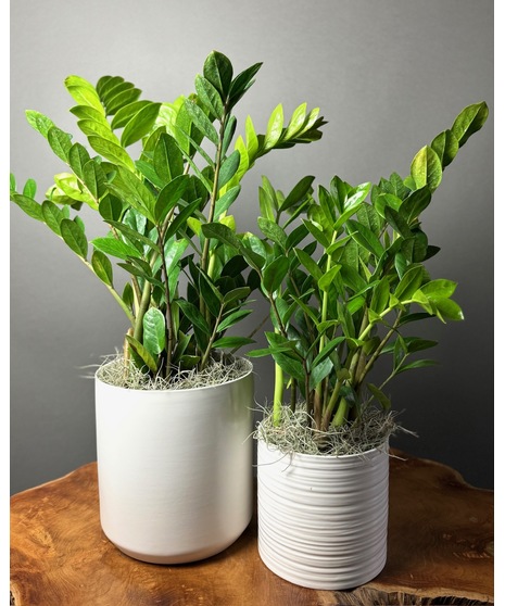 A sleek ZZ plant with glossy green leaves, presented in a modern white ceramic pot, available in 6-inch or 8-inch sizes.