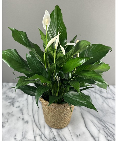 A lush Spathiphyllum Peace Lily with elegant white blooms and deep green leaves, perfect for promoting tranquility and purifying the air.