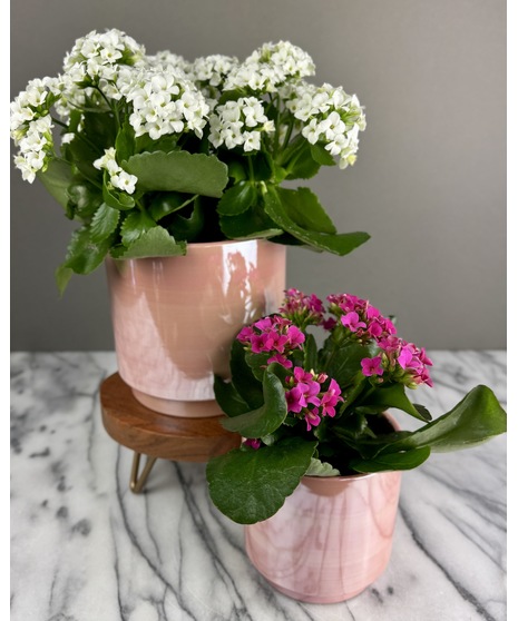 A kalanchoe plant with vibrant blooms in assorted colors, available in 4-inch or 6-inch pink ceramic pots. Optional balloon add-on available.