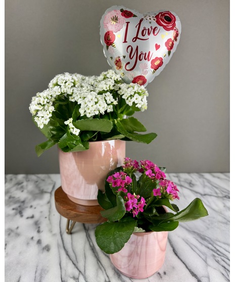 A kalanchoe plant with vibrant blooms in assorted colors, available in 4-inch or 6-inch pink ceramic pots. Optional balloon add-on available.