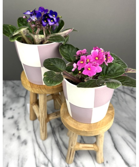 A charming African Violet plant with vibrant blooms (color varies) in a checkered pot, perfect for Valentine’s Day gifting.