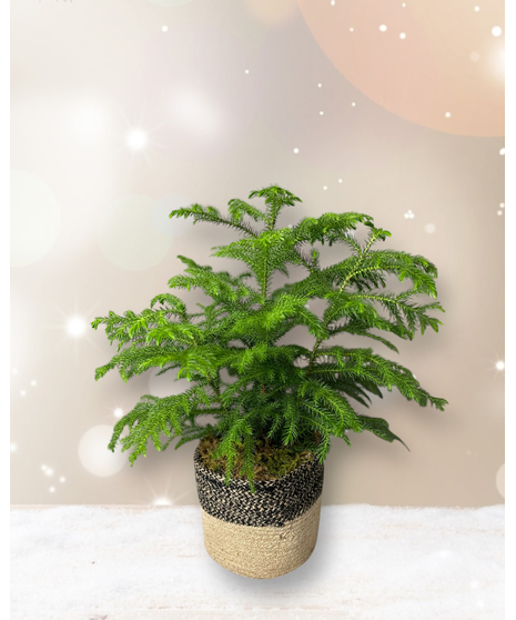 A 6-inch Norfolk Pine plant with soft, feathery foliage in a woven jute basket. Perfect for home decor or gifting.