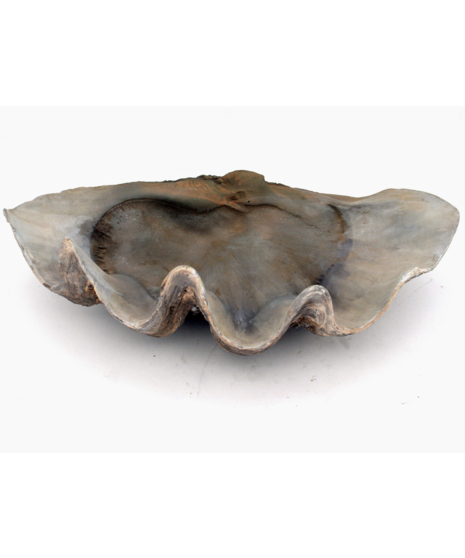 Fossilized clam shell bowl with natural wave edges and earthy tones, ideal for displaying plants, potpourri, or decorative items.