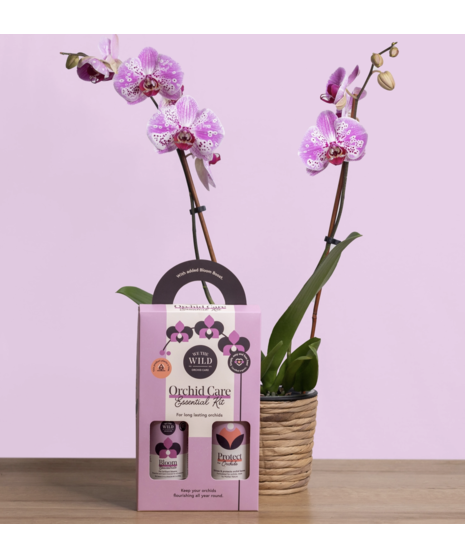 Orchid Essential Kit - We The Wild