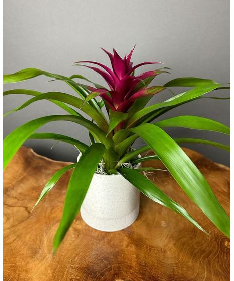 Bromeliad Beauty